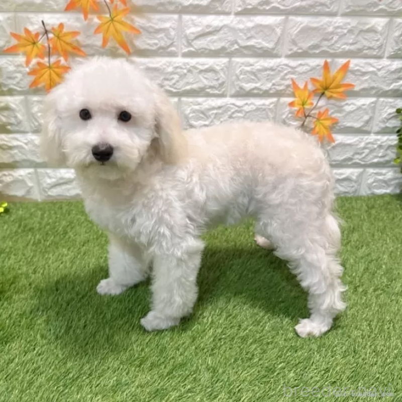 販売中の愛知県のトイプードル-414849の4枚目