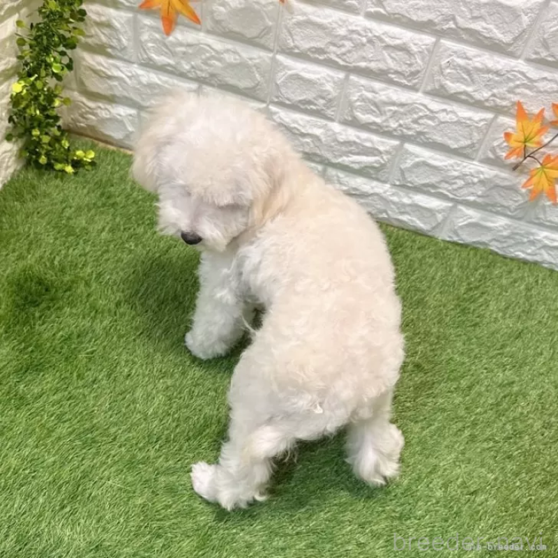 販売中の愛知県のトイプードル-414849の2枚目