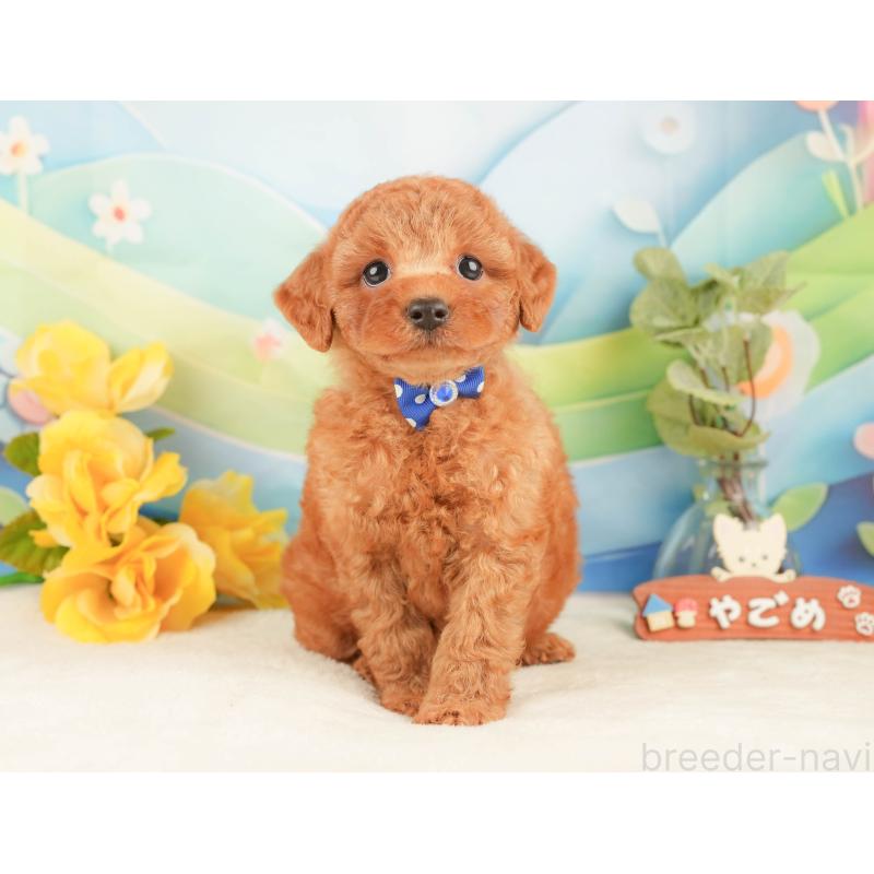 販売中の静岡県のトイプードル-433071の10枚目