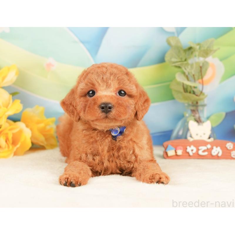 販売中の静岡県のトイプードル-433071の9枚目