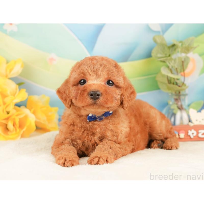 販売中の静岡県のトイプードル-433071の8枚目