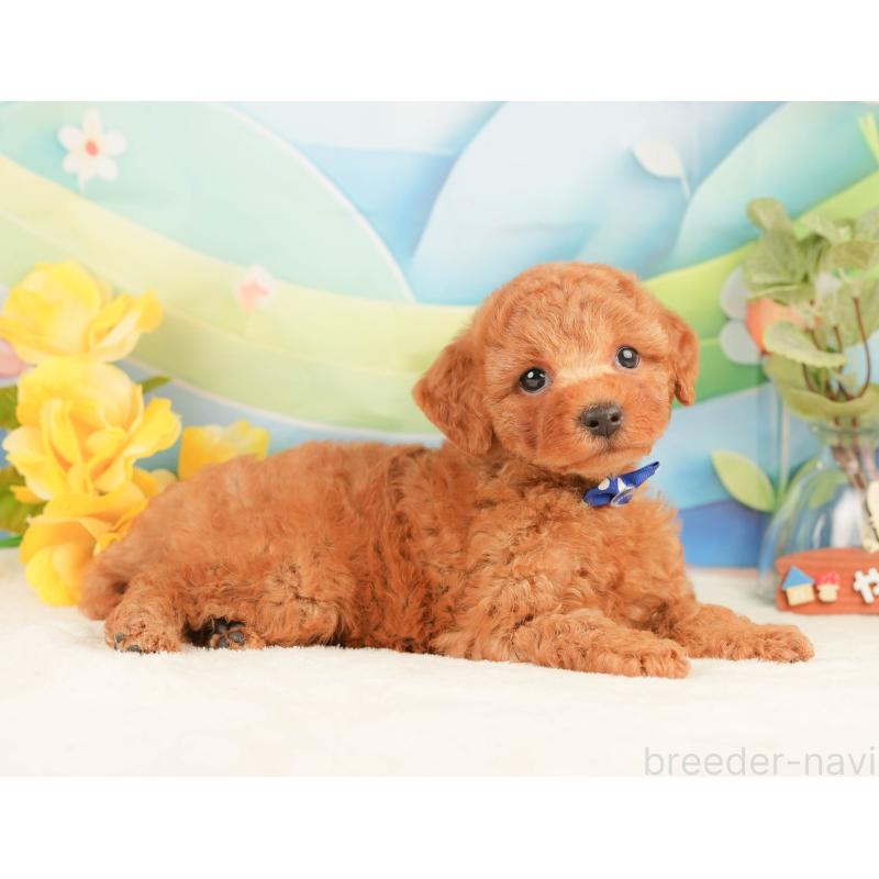 販売中の静岡県のトイプードル-433071の7枚目