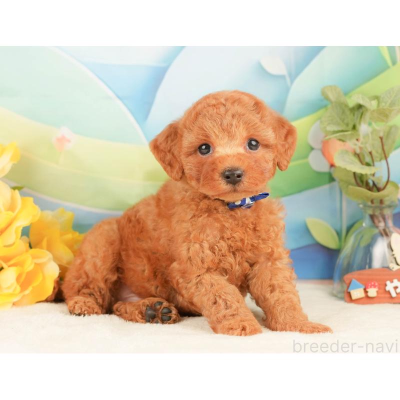 販売中の静岡県のトイプードル-433071の6枚目