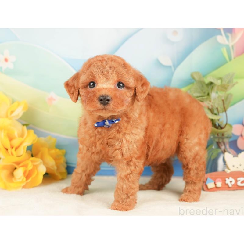 販売中の静岡県のトイプードル-433071の5枚目