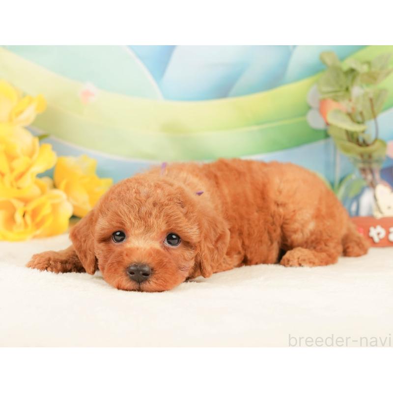 販売中の静岡県のトイプードル-433071の4枚目