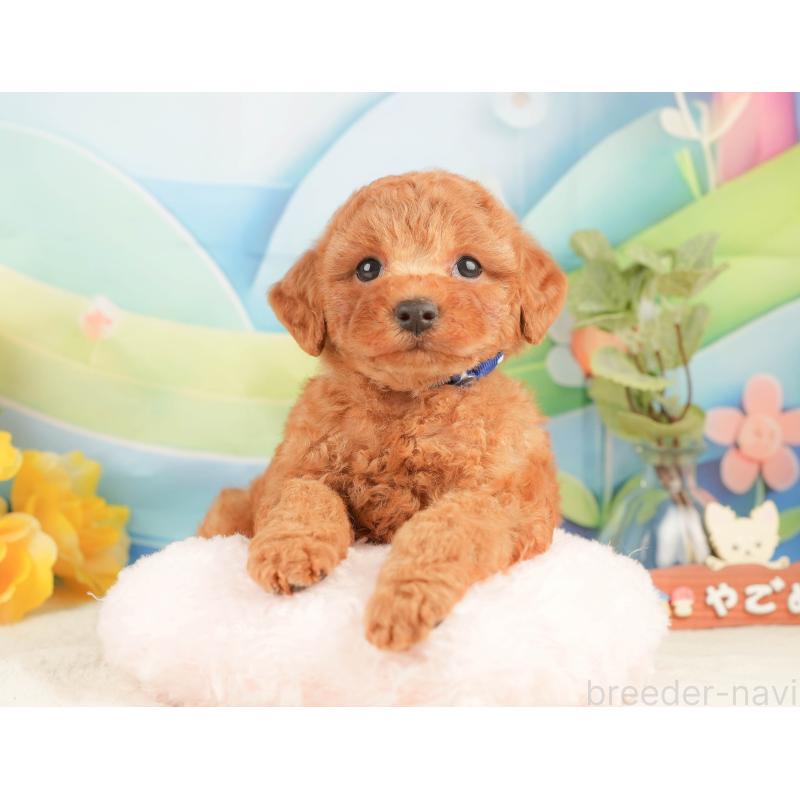 販売中の静岡県のトイプードル-433071の3枚目