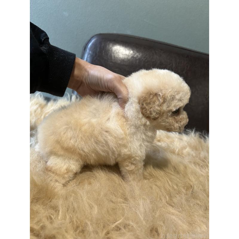 販売中の鹿児島県のタイニープードル-433075の8枚目