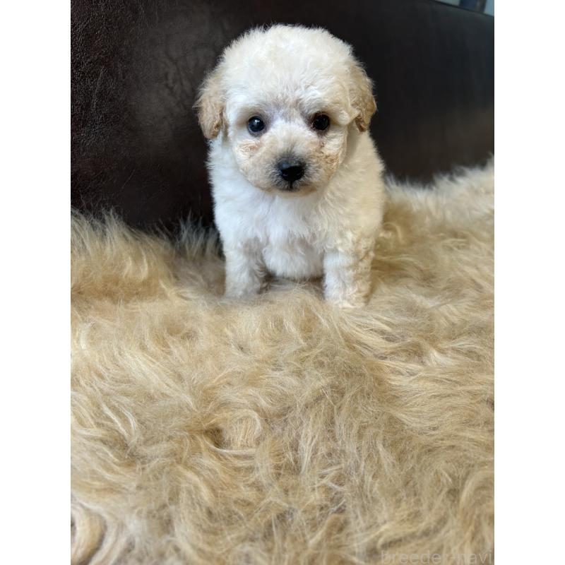 販売中の鹿児島県のタイニープードル-433075の7枚目