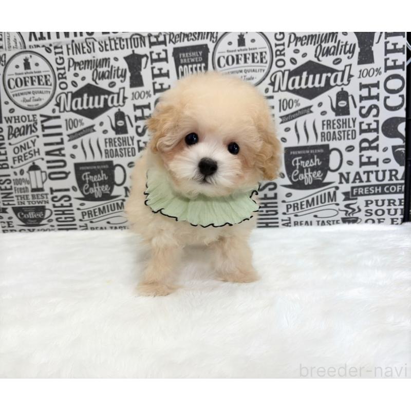 販売中の福岡県のタイニープードル-426415の4枚目