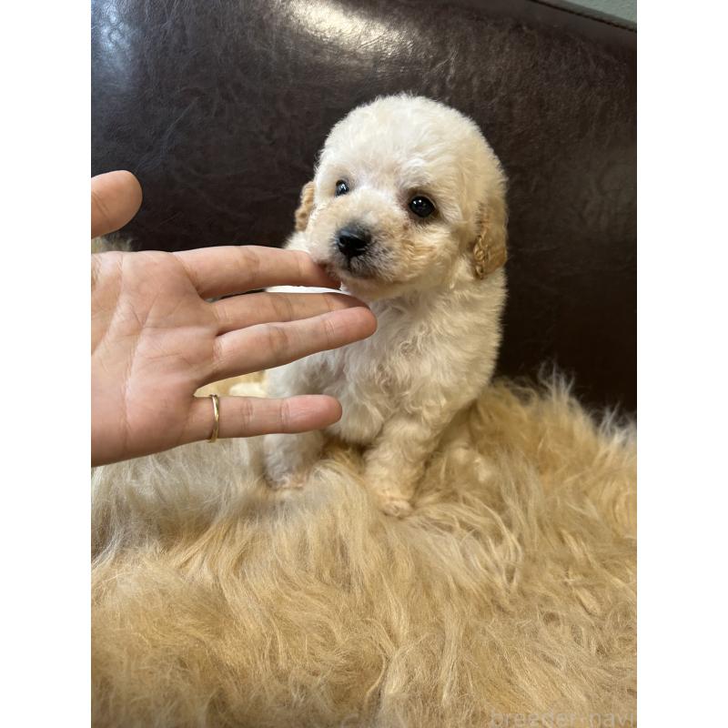 販売中の鹿児島県のタイニープードル-433075の6枚目