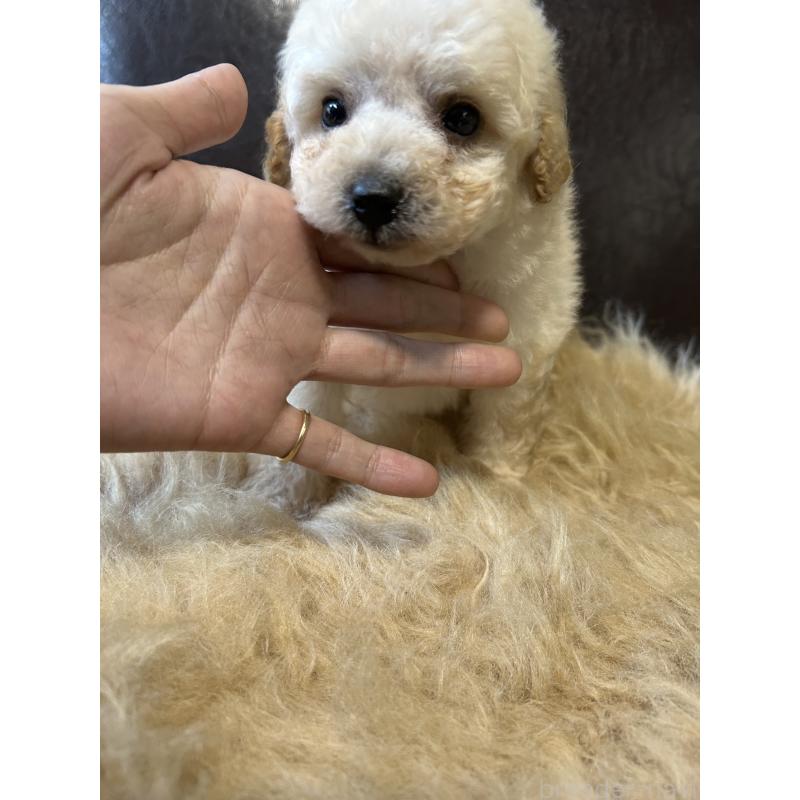 販売中の鹿児島県のタイニープードル-433075の5枚目