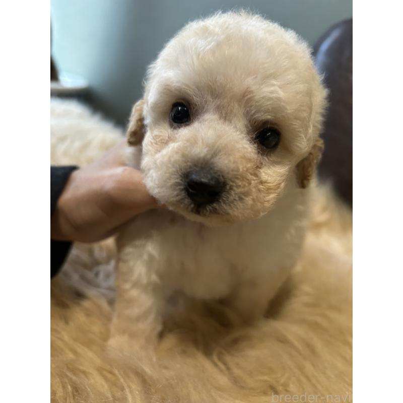 販売中の鹿児島県のタイニープードル-433075の4枚目