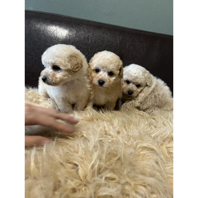 販売中の鹿児島県のタイニープードル-433075の3枚目