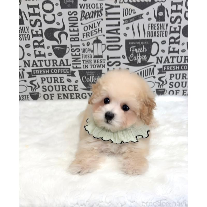 販売中の福岡県のタイニープードル-426415の3枚目