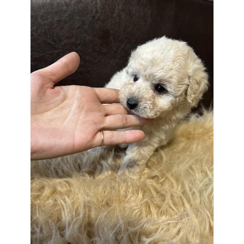 販売中の鹿児島県のタイニープードル-433078の8枚目