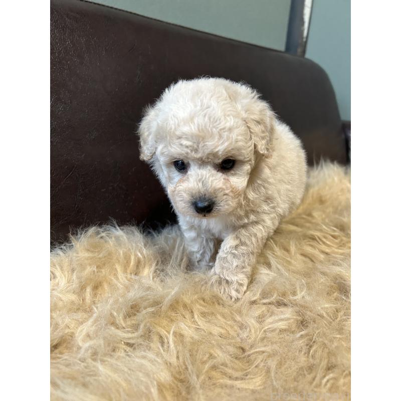 販売中の鹿児島県のタイニープードル-433078の7枚目