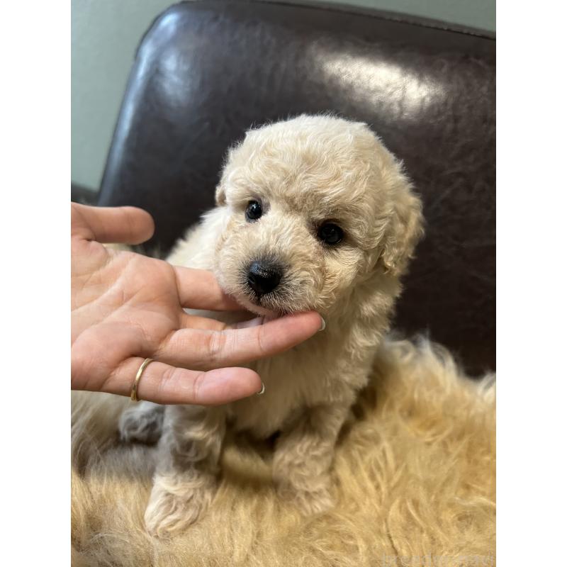 販売中の鹿児島県のタイニープードル-433078の6枚目