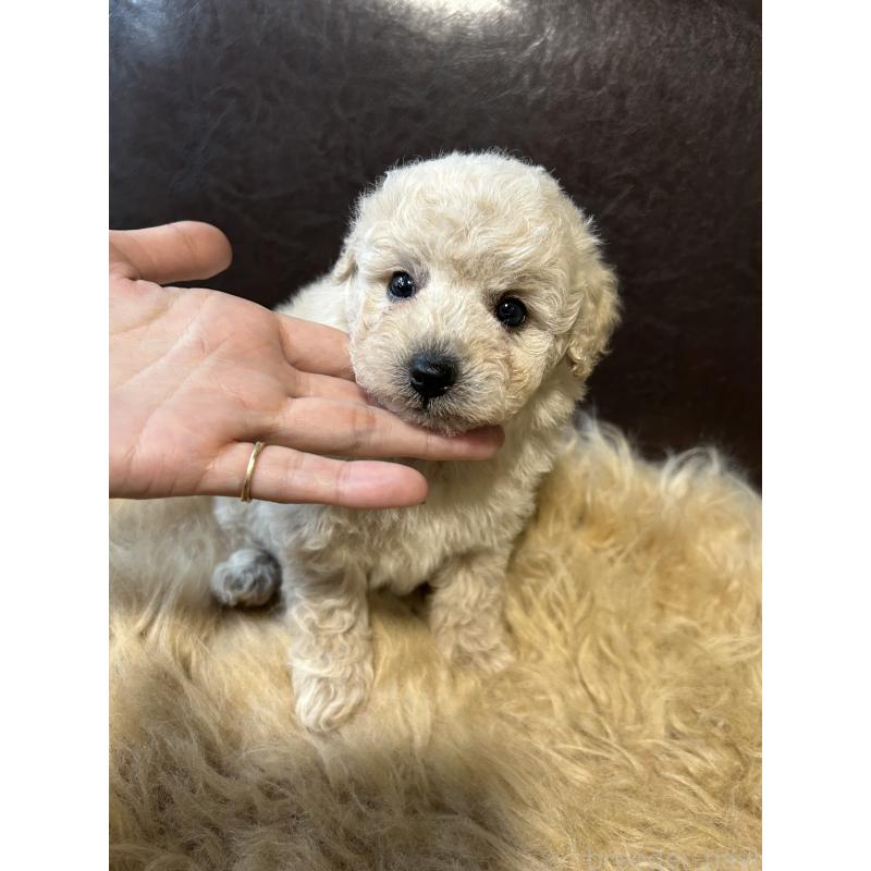 販売中の鹿児島県のタイニープードル-433078の5枚目