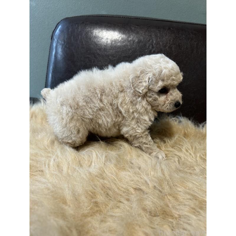 販売中の鹿児島県のタイニープードル-433078の4枚目