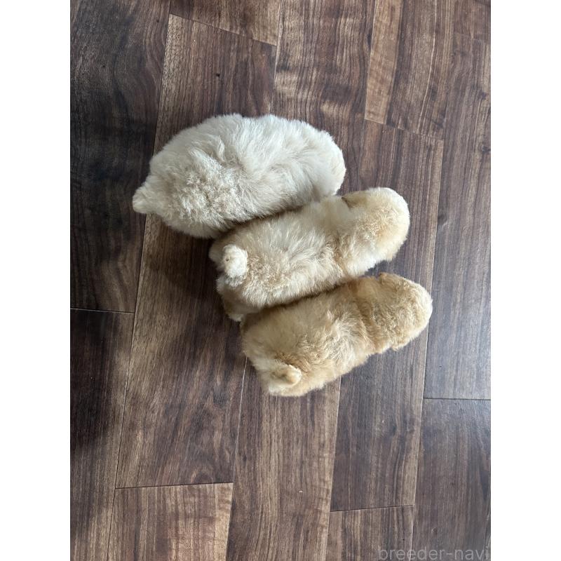 販売中の鹿児島県のタイニープードル-433078の2枚目