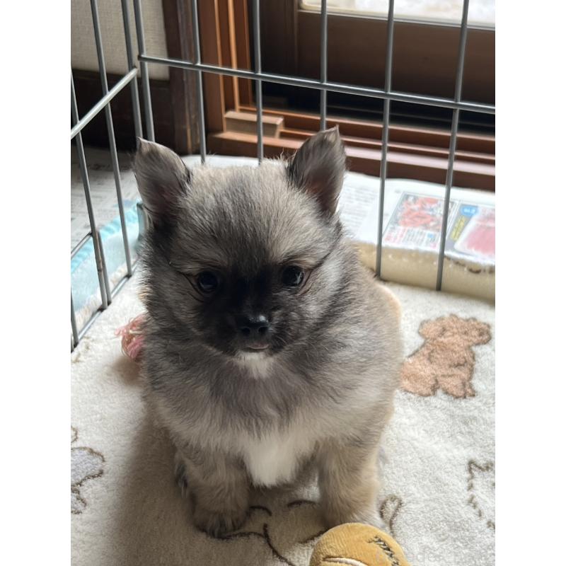 販売中の茨城県のポメチワ:ポメラニアン×チワワ-433076の4枚目