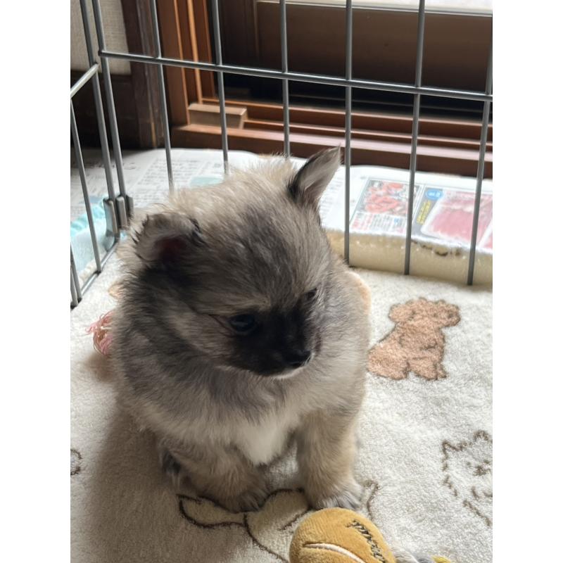 販売中の茨城県のポメチワ:ポメラニアン×チワワ-433076の3枚目