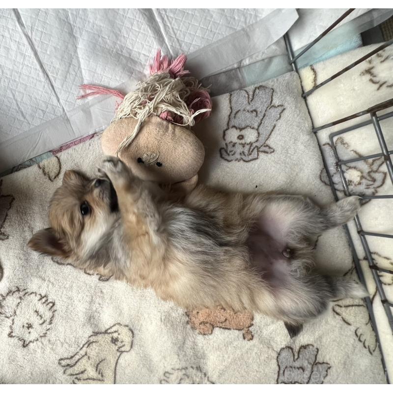 販売中の茨城県のポメチワ:ポメラニアン×チワワ-433076の2枚目