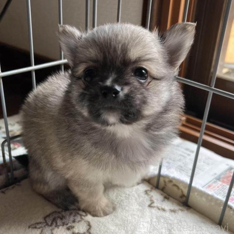 販売中の茨城県のポメチワ:ポメラニアン×チワワ-433076