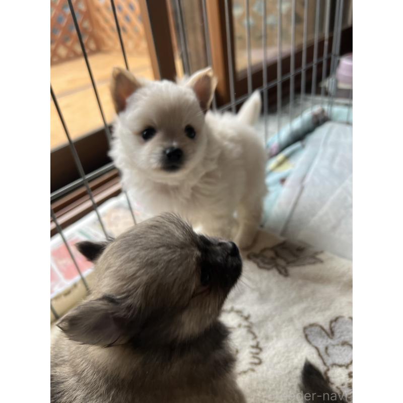 販売中の茨城県のポメチワ:ポメラニアン×チワワ-433077の6枚目