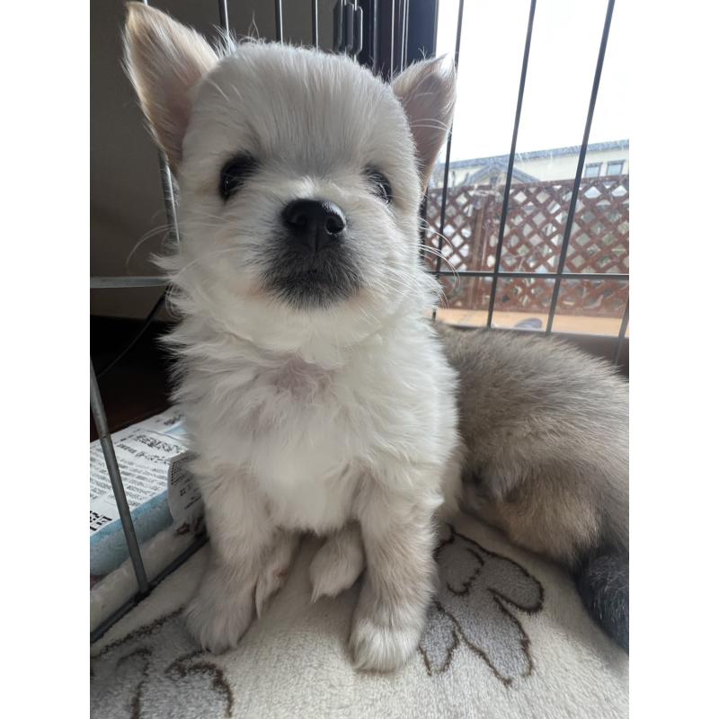 販売中の茨城県のポメチワ:ポメラニアン×チワワ-433077の4枚目