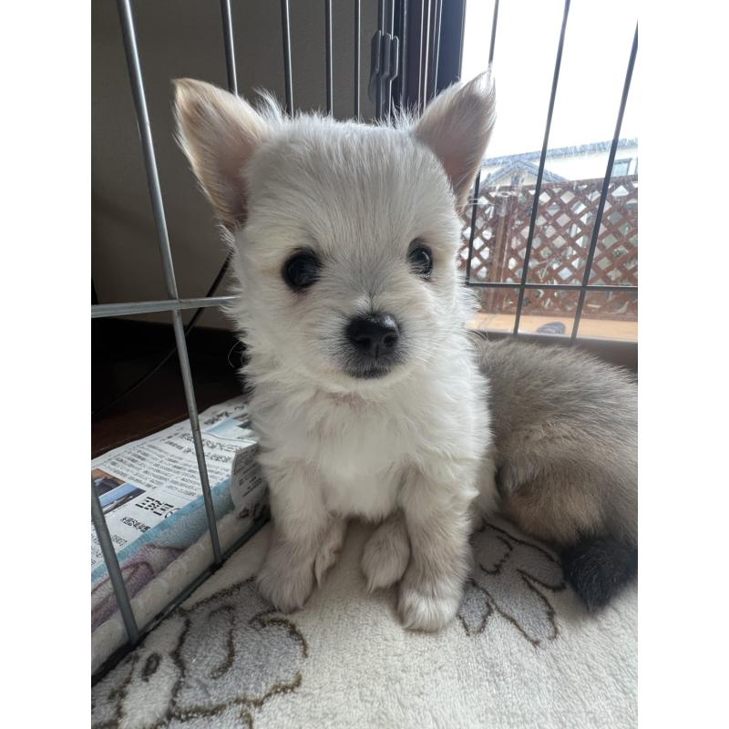 販売中の茨城県のポメチワ:ポメラニアン×チワワ-433077の3枚目