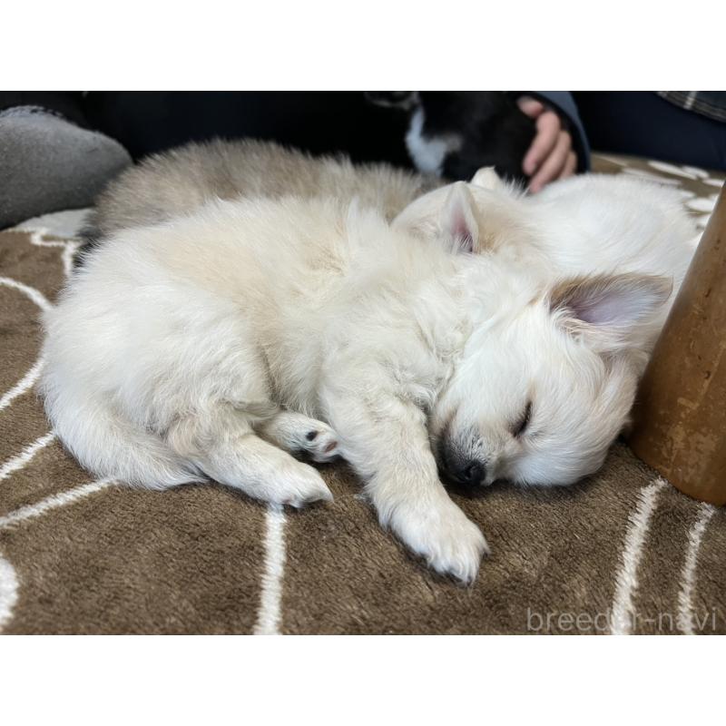 販売中の茨城県のポメチワ:ポメラニアン×チワワ-433077の2枚目