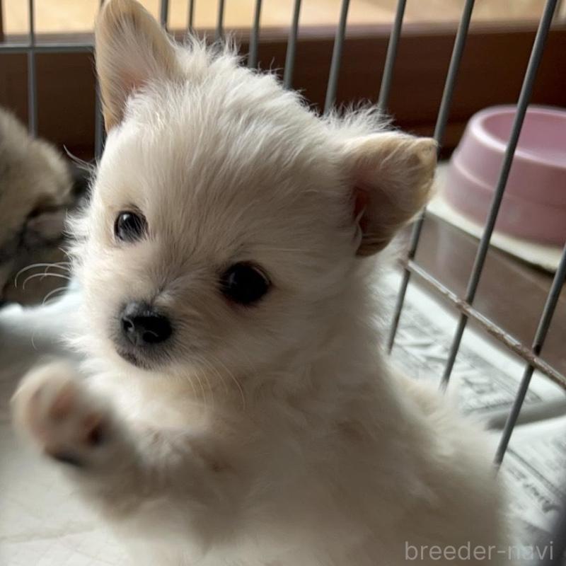 販売中の茨城県のポメチワ:ポメラニアン×チワワ-433077