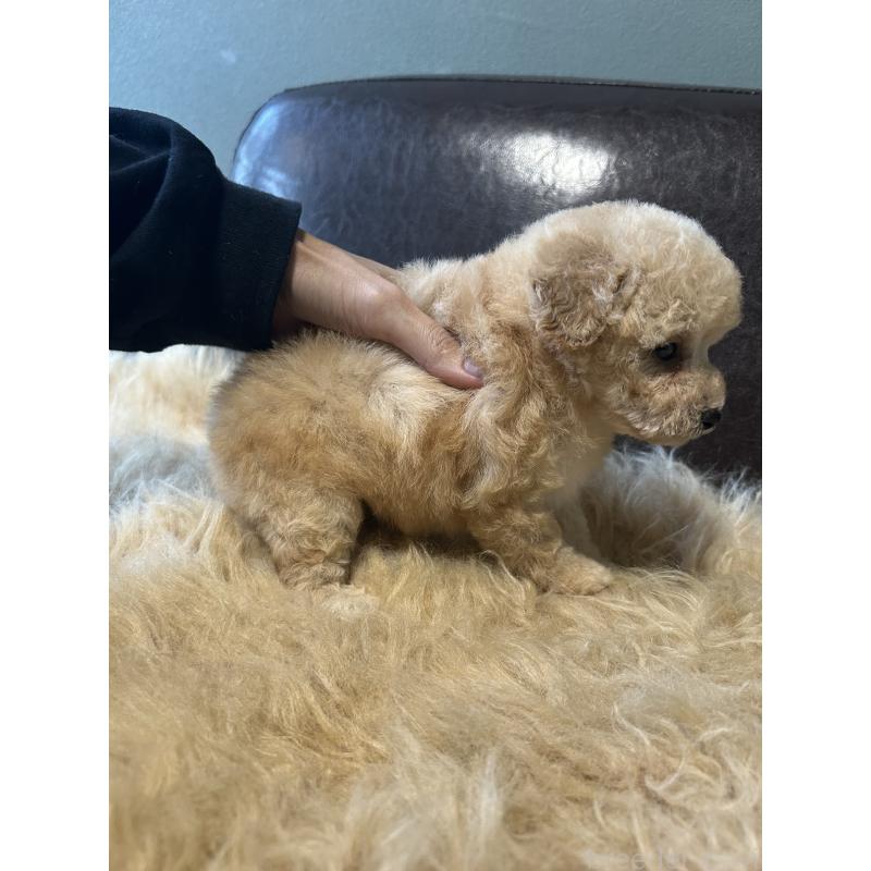 販売中の鹿児島県のタイニープードル-433080の8枚目