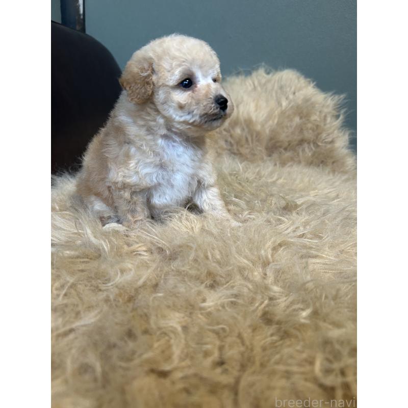 販売中の鹿児島県のタイニープードル-433080の6枚目