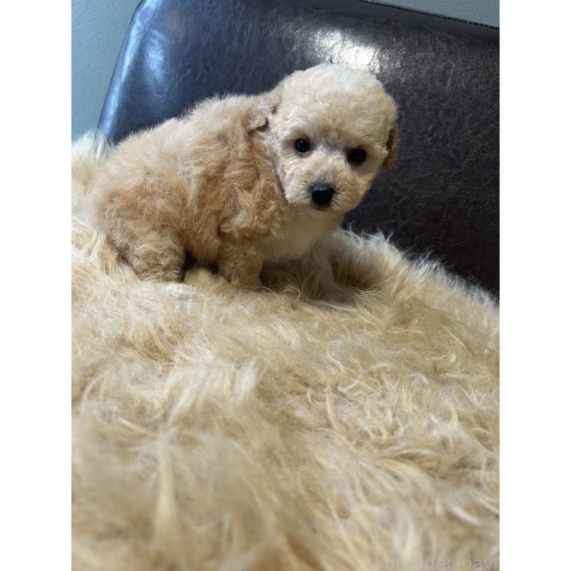 販売中の鹿児島県のタイニープードル-433080の5枚目