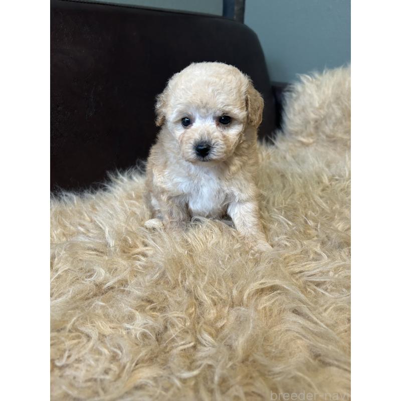 販売中の鹿児島県のタイニープードル-433080の4枚目