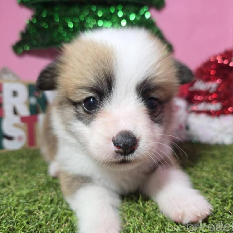 販売中の静岡県のウェルシュコーギーペンブローク-433082の11枚目