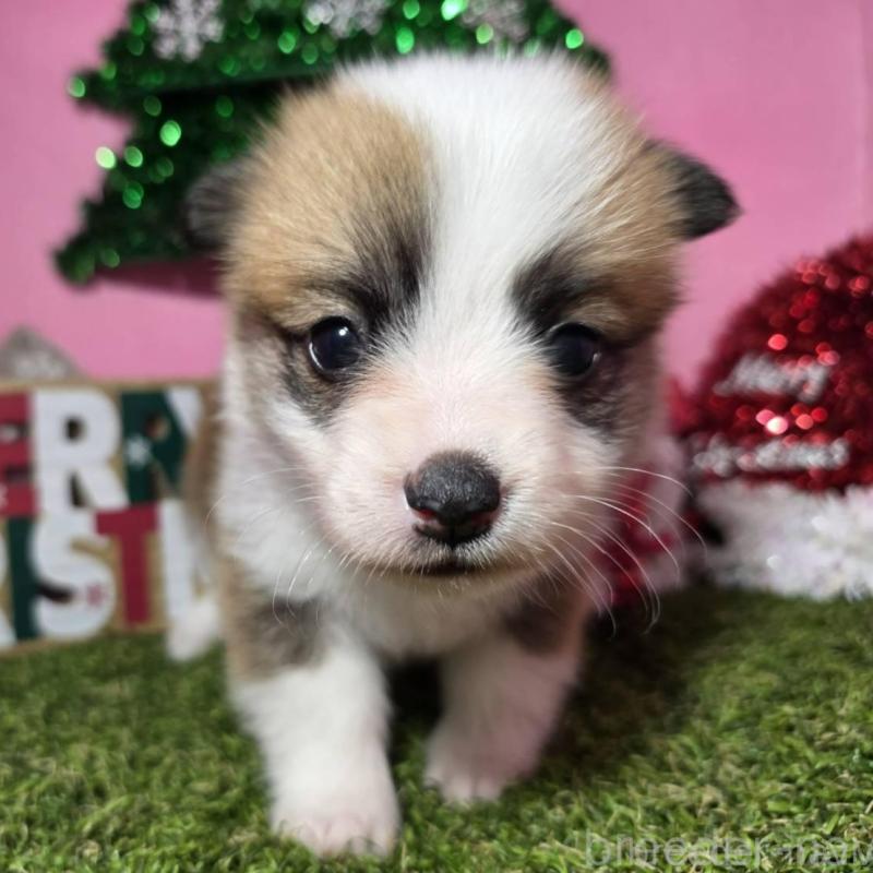 販売中の静岡県のウェルシュコーギーペンブローク-433082の10枚目