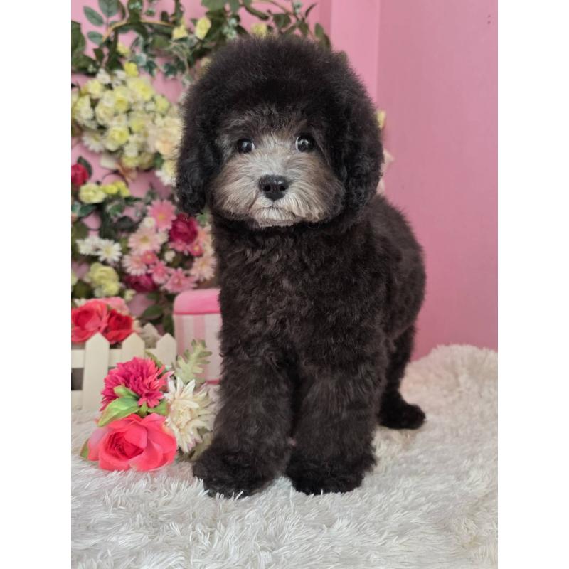 販売中の大阪府のトイプードル-433081の6枚目