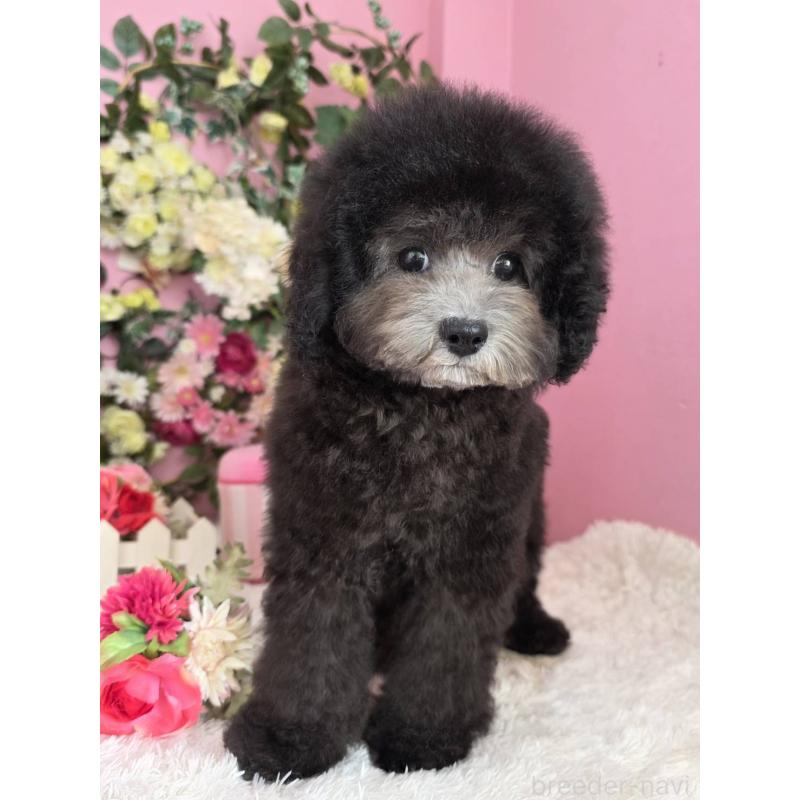 販売中の大阪府のトイプードル-433081の5枚目