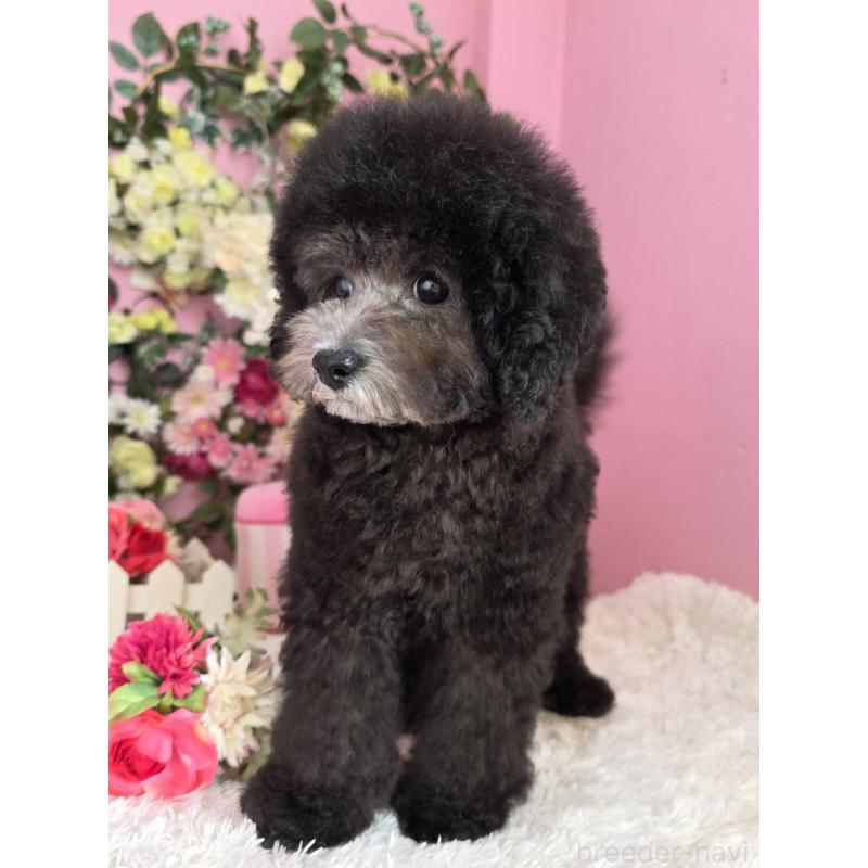 販売中の大阪府のトイプードル-433081の4枚目