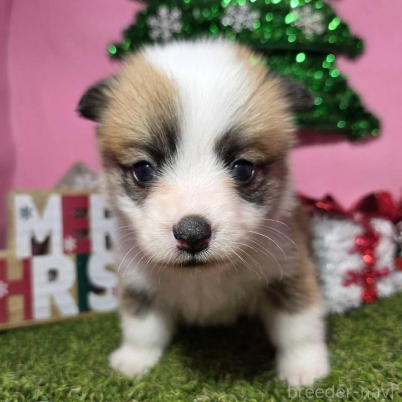 販売中の静岡県のウェルシュコーギーペンブローク-433082の9枚目