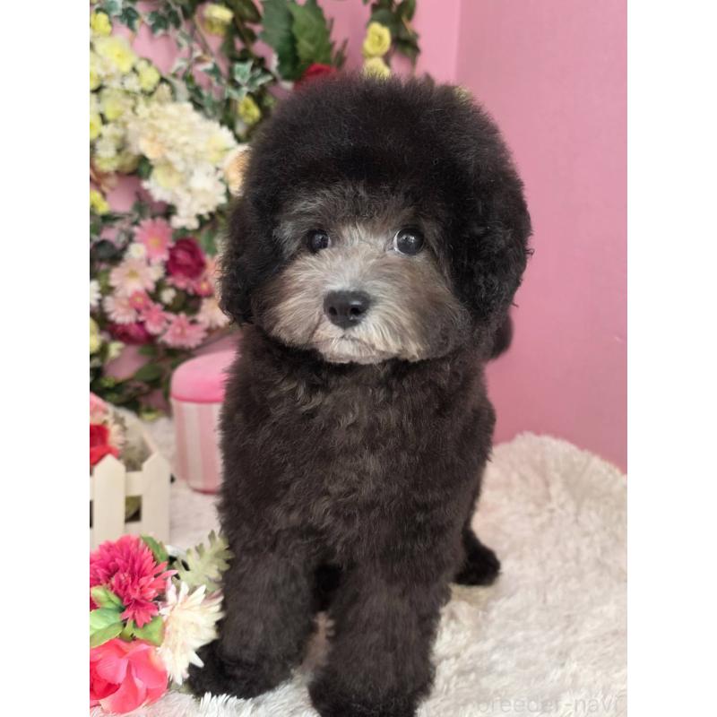 販売中の大阪府のトイプードル-433081の2枚目