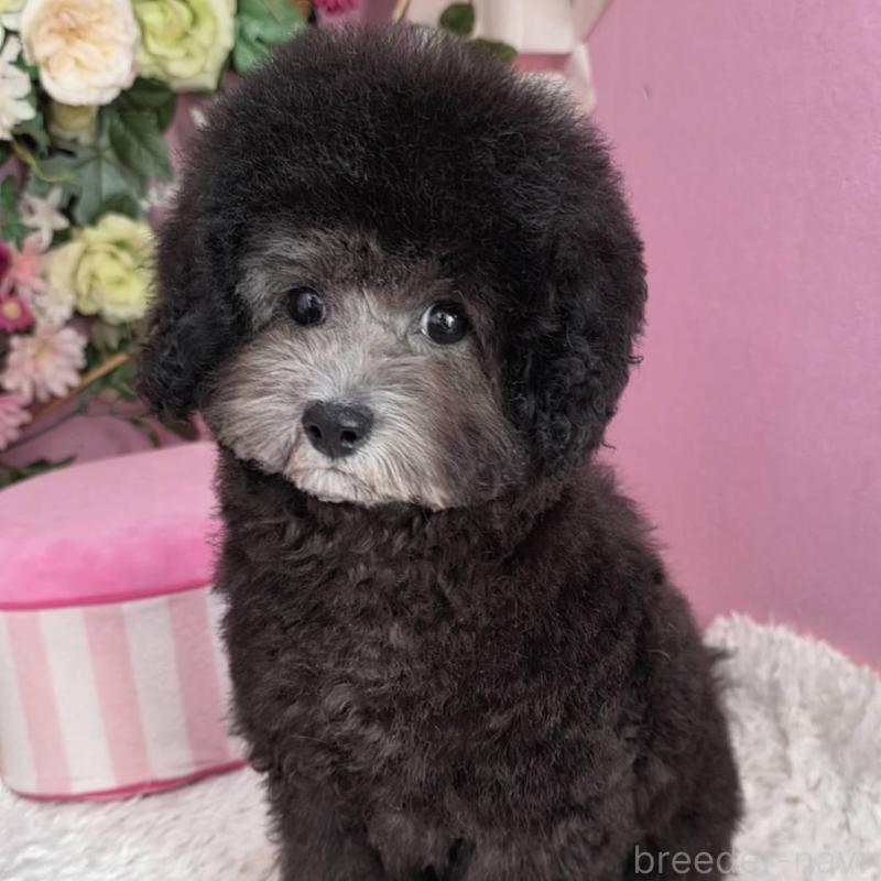 販売中の大阪府のトイプードル-433081の1枚目