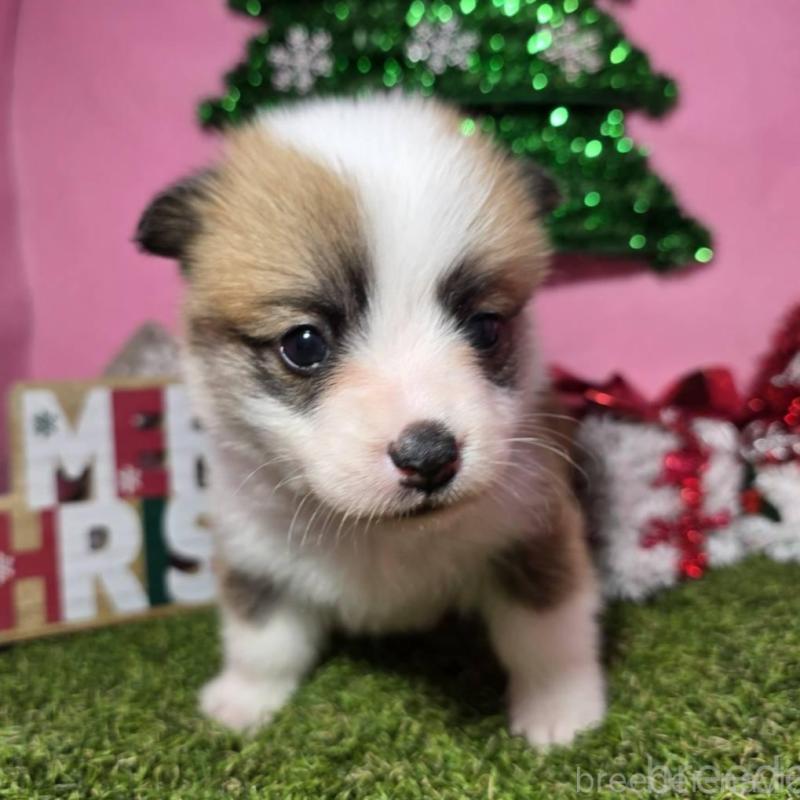 販売中の静岡県のウェルシュコーギーペンブローク-433082の8枚目