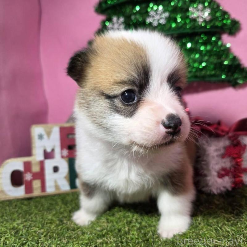 販売中の静岡県のウェルシュコーギーペンブローク-433082の7枚目