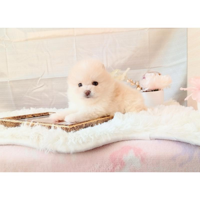 成約済の和歌山県のポメラニアン-431290の6枚目