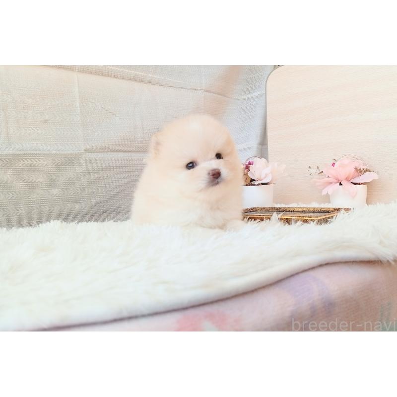 成約済の和歌山県のポメラニアン-431290の5枚目