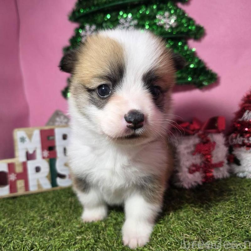 販売中の静岡県のウェルシュコーギーペンブローク-433082の6枚目